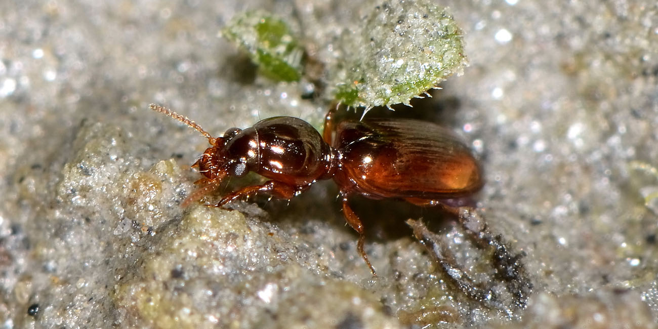 Carabidae: Dyschirius sp., immaturo